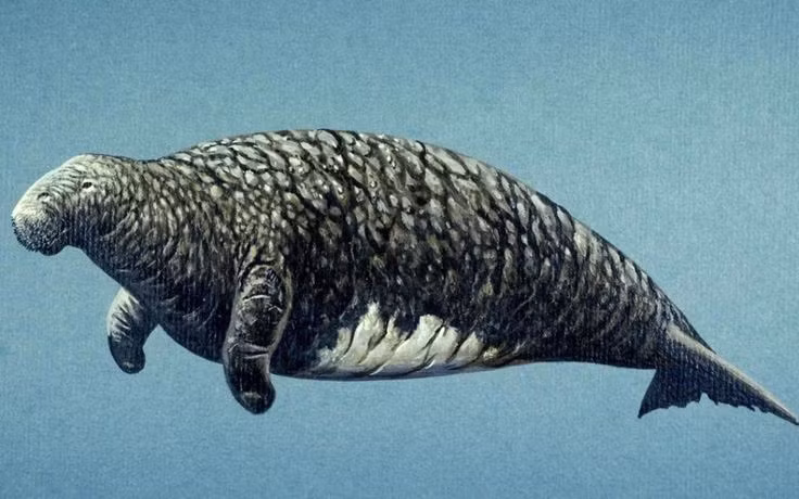  1. Được phát hiện lần đầu vào năm 1741. Nhà tự nhiên học Georg Wilhelm Steller mô tả loài bò biển mang tên mình trong chuyến thám hiểm Bắc Thái Bình Dương cùng nhà thám hiểm Bering. Ảnh: Pinterest.