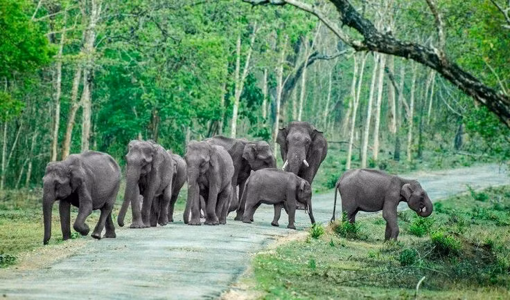 Được UNESCO công nhận trên hai phương diện. Vườn quốc gia Manas được UNESCO công nhận là Di sản thiên nhiên thế giới và Khu dự trữ sinh quyển thế giới, nhấn mạnh giá trị nổi bật toàn cầu về đa dạng sinh học và cảnh quan. Ảnh: Pinterest.