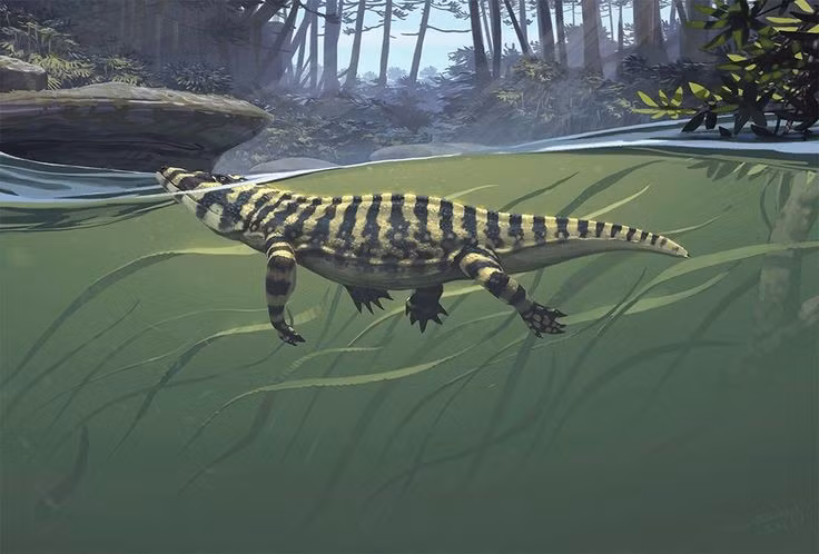  4. Là sinh vật sống lưỡng cư nhưng nghiêng về môi trường nước. Dù có thể di chuyển trên cạn, Eryops dành phần lớn thời gian trong các ao hồ, nơi nó rình rập và săn mồi dưới nước. Ảnh: Pinterest.