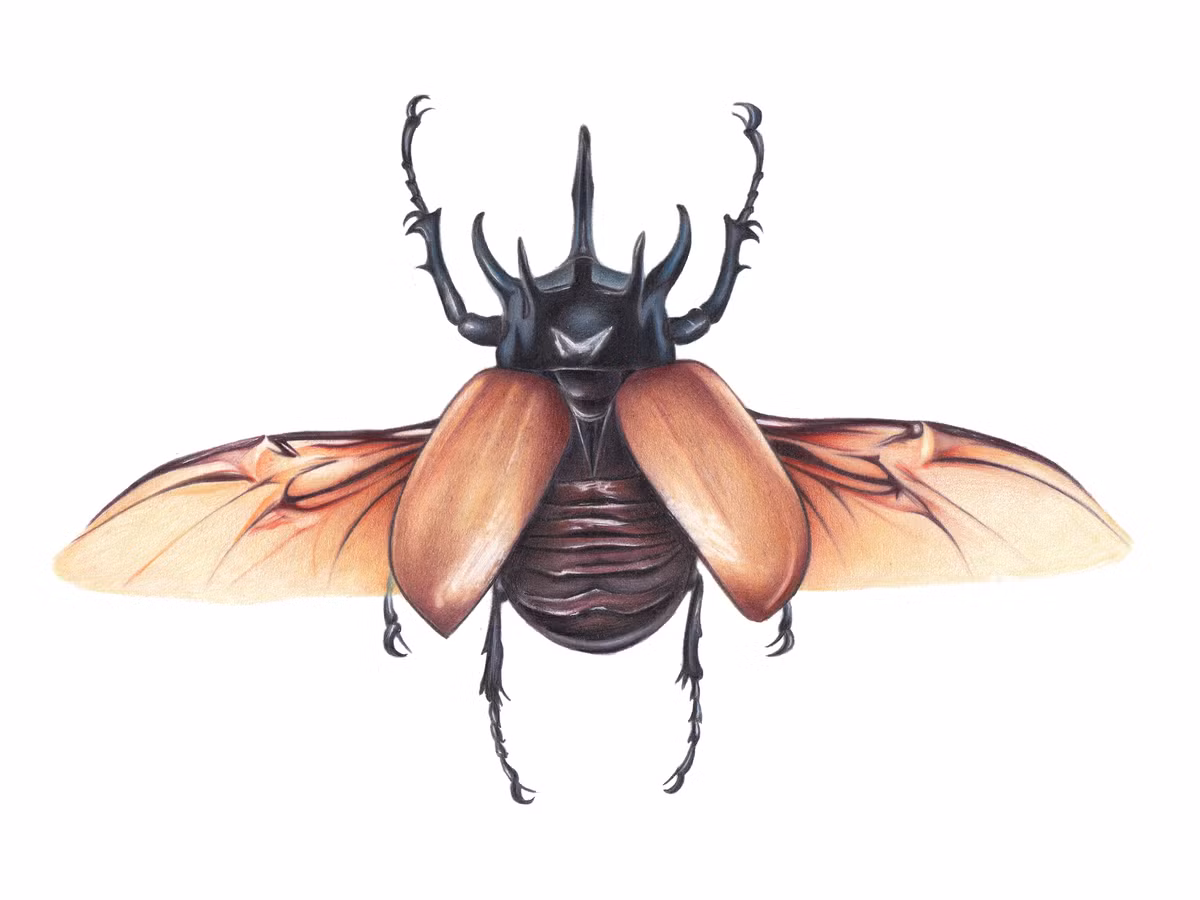  6. Có vòng đời biến thái hoàn toàn. Từ trứng đến ấu trùng, nhộng rồi thành bọ trưởng thành, quá trình này kéo dài nhiều tháng trong môi trường đất mục. Ảnh: Pinterest.