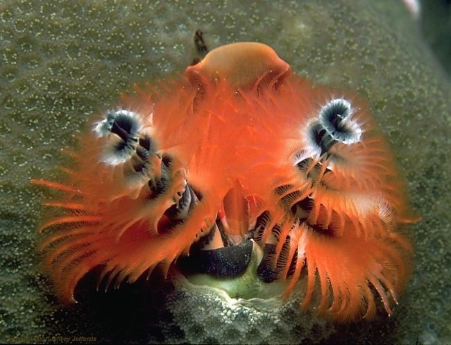  Ăn bằng cách lọc sinh vật phù du. Các xúc tu đóng vai trò như màng lọc, thu thập tảo siêu nhỏ và mảnh hữu cơ trôi trong nước biển để làm thức ăn. Ảnh: Pinterest.