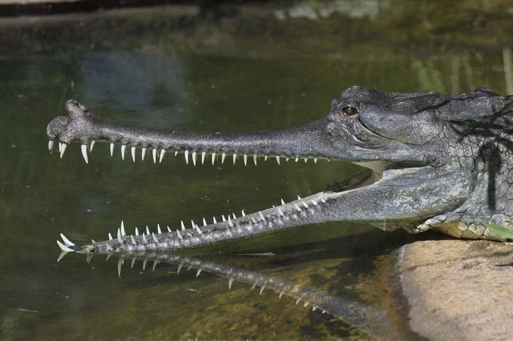  1. Có chiếc mõm dài và hẹp đặc trưng. Mõm cá sấu Gharial cực dài, chiếm gần 75% chiều dài đầu, thích hợp để bắt cá – nguồn thức ăn chính của chúng. Ảnh: Pinterest.