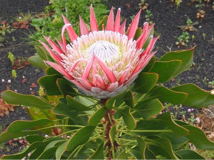  Thu hút nhiều loài động vật. Hoa protea tiết ra mật ngọt, thu hút chim, côn trùng và cả các loài động vật nhỏ, góp phần vào quá trình thụ phấn tự nhiên. Ảnh: Pinterest.