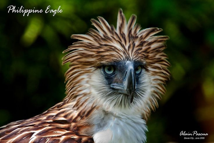  Chế độ ăn đa dạng. Tên khoa học của loài từng mang ý nghĩa kẻ ăn khỉ, nhưng thực tế khẩu phần của chúng đa dạng hơn nhiều, bao gồm chim, sóc bay, rắn và các loài thú nhỏ sống trên cây. Ảnh: Pinterest.