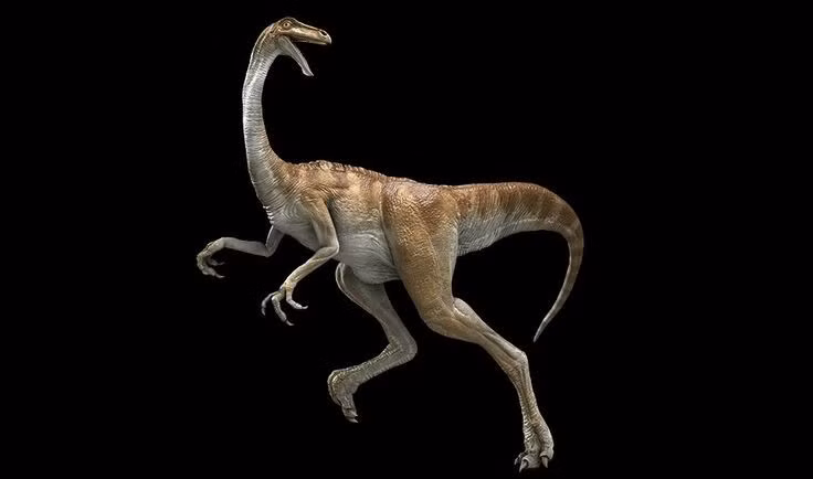  Không có răng trong miệng. Thay vì răng sắc nhọn, Gallimimus sở hữu mỏ không răng, có thể dùng để nhặt thực vật, hạt hoặc động vật nhỏ, cho thấy chế độ ăn tạp linh hoạt. Ảnh: Pinterest.