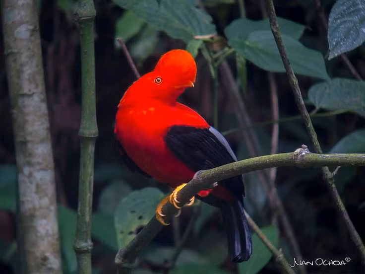 Thức ăn phong phú. Chim chim mào quạt Peru chủ yếu ăn trái cây rừng, nhưng đôi khi săn cả côn trùng nhỏ. Ảnh: Pinterest.