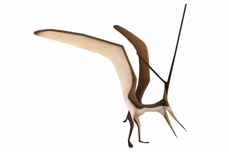  Mào có thể dùng để phô trương. Nhiều giả thuyết cho rằng mào phục vụ việc thu hút bạn tình. Ảnh: Pinterest.