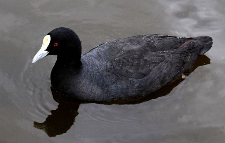  Không phải vịt nhưng thường bị nhầm là vịt. Dù sống dưới nước và bơi giỏi, sâm cầm thực chất thuộc họ Rallidae (gà nước), không phải họ vịt. Hình dáng và tập tính của sâm cầm khiến nhiều người dễ nhầm lẫn. Ảnh: Pinterest.