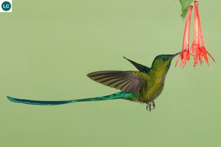  Chỉ phân bố tự nhiên ở châu Mỹ. Họ chim ruồi Trochilidae chỉ xuất hiện tại Bắc, Trung và Nam Mỹ, với sự đa dạng cao nhất ở vùng rừng mưa nhiệt đới Nam Mỹ. Ảnh: Pinterest.