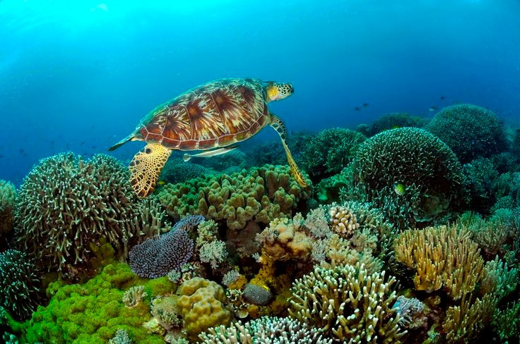  Là ngôi nhà của hàng trăm loài cá và động vật biển lớn. Tubbataha là nơi sinh sống của hơn 600 loài cá, gồm cá mập, cá đuối manta, cùng rùa biển và cá heo, biến nơi đây thành thiên đường cho sinh vật biển nhiệt đới. Ảnh: Pinterest.