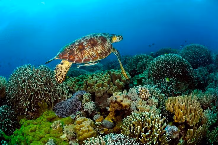 Là ngôi nhà của hàng trăm loài cá và động vật biển lớn. Tubbataha là nơi sinh sống của hơn 600 loài cá, gồm cá mập, cá đuối manta, cùng rùa biển và cá heo, biến nơi đây thành thiên đường cho sinh vật biển nhiệt đới. Ảnh: Pinterest.