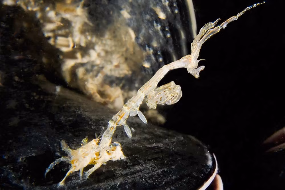  Chế độ ăn linh hoạt và cơ hội. Chúng ăn tảo nhỏ, mảnh vụn hữu cơ, sinh vật phù du và đôi khi cả xác sinh vật chết, đóng vai trò quan trọng trong chu trình tái chế chất dinh dưỡng của hệ sinh thái biển. Ảnh: biologiamarina.org.