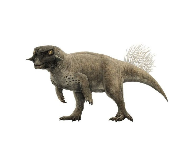  Có thể đi bằng hai chân. Cấu trúc chi sau khỏe cho thấy Psittacosaurus có khả năng di chuyển bằng hai chân khi cần. Ảnh: Pinterest.