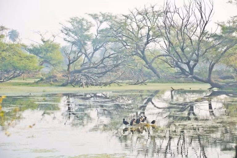  Từng là khu săn bắn của hoàng gia. Keoladeo trước đây là khu bảo tồn săn bắn dành cho các vị Maharaja vùng Bharatpur, cho đến khi được chuyển đổi thành vườn quốc gia và khu bảo tồn chim. Ảnh: Pinterest.