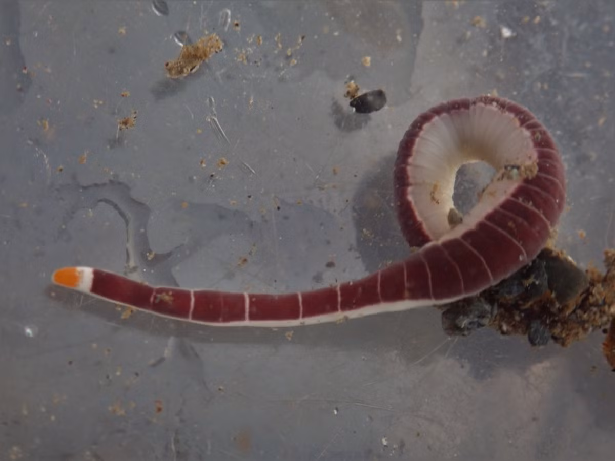  Ít được biết đến nhưng rất quan trọng sinh thái. Giun vòi đóng vai trò kiểm soát quần thể sinh vật đáy nhỏ, góp phần duy trì cân bằng sinh thái trong các hệ sinh thái biển ven bờ. Ảnh: inaturalist.