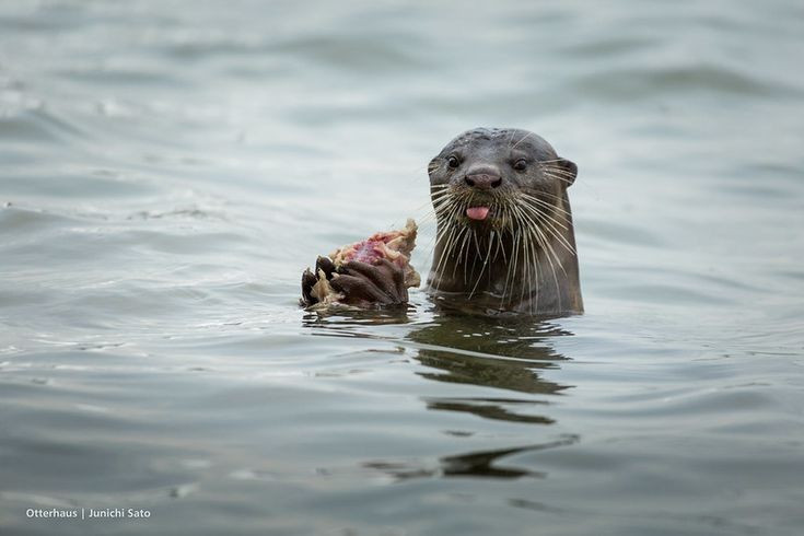  3. Là loài bơi lội điêu luyện và có thể lặn lâu. Rái cá lông mượt có thể lặn đến vài phút nhờ khả năng điều tiết hơi thở và di chuyển cực nhanh trong nước nhờ bàn chân có màng. Ảnh: Pinterest.