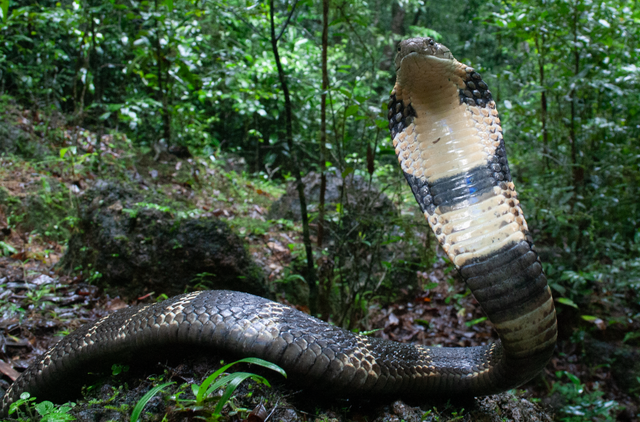 Luật Việt Nam xếp hổ mang chúa vào danh mục động vật nguy cấp. (Ảnh: Nat Geo)