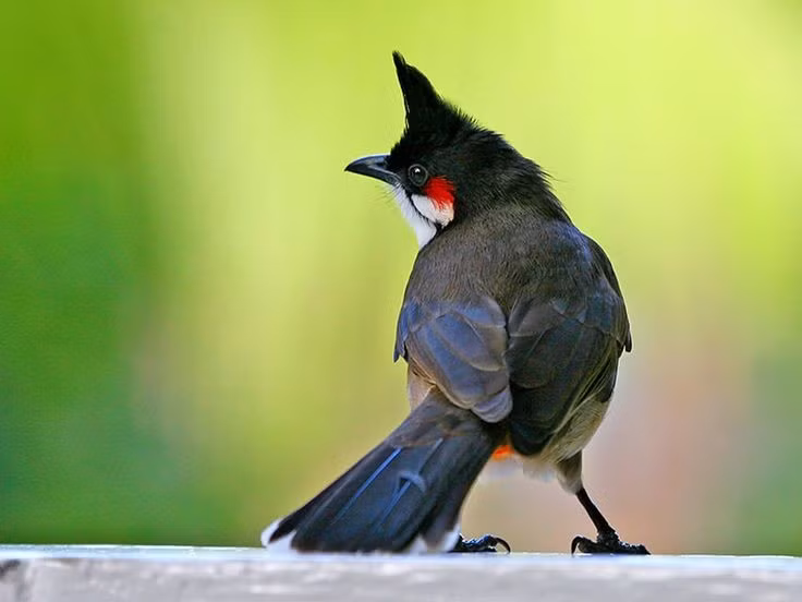  3. Là loài chim ưa sống thành bầy. Chúng thường tụ tập thành nhóm nhỏ, đặc biệt là vào lúc sáng sớm và chiều tà, cùng nhau kiếm ăn và cất tiếng hót vang cả khu vườn. Ảnh: Pinterest.