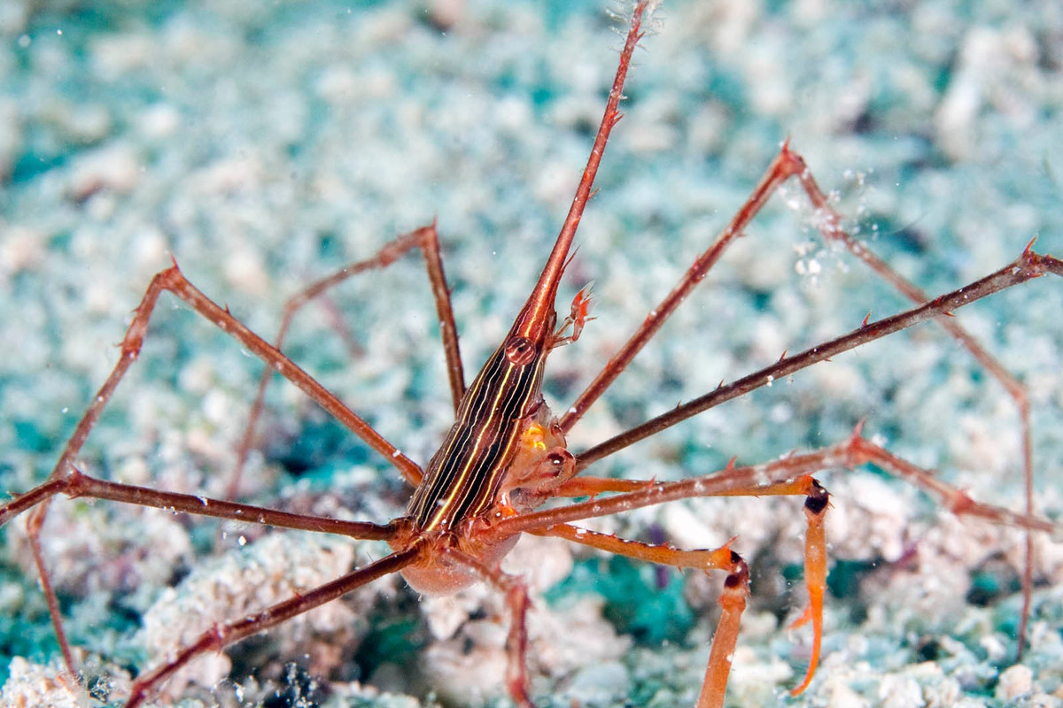  Kích thước nhỏ bé. Thân cua chỉ dài vài centimet dù chân rất dài. Ảnh: ryanphotographic.com.