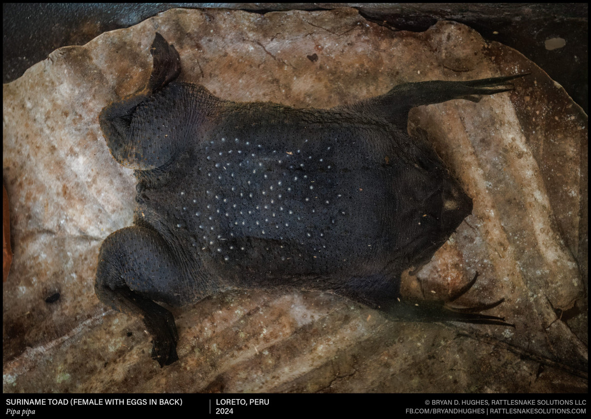  Ngón tay như “ngôi sao”. Đầu các ngón chi trước có cấu trúc phân nhánh giống ngôi sao, giúp chúng cảm nhận rung động và tìm thức ăn trong môi trường nước đục. Ảnh: rattlesnakesolutions.com.