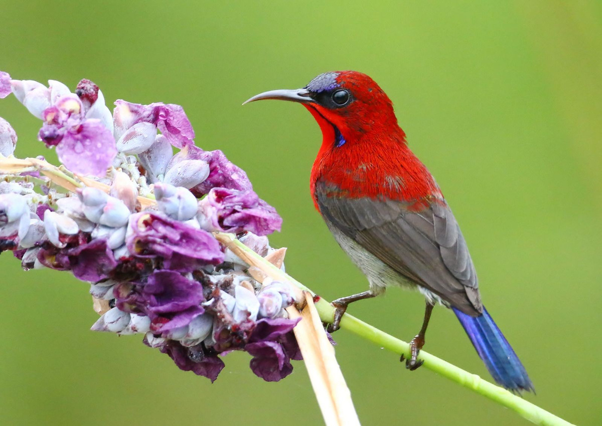  Chiếc mỏ cong thích nghi hoàn hảo với hoa. Chim hút mật có mỏ dài và cong, cho phép chúng dễ dàng luồn sâu vào những bông hoa hình ống để hút mật, đồng thời tiếp xúc trực tiếp với nhị và phấn hoa. Ảnh: Pinterest.