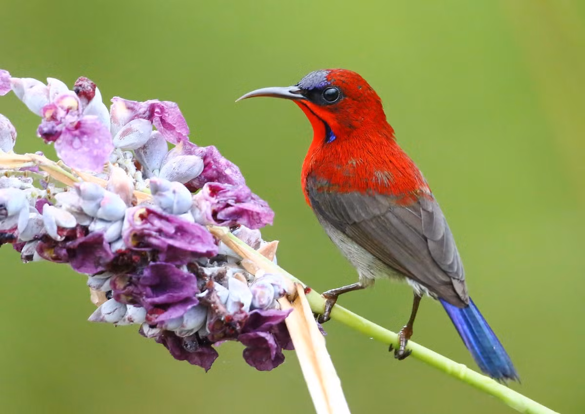  Chiếc mỏ cong thích nghi hoàn hảo với hoa. Chim hút mật có mỏ dài và cong, cho phép chúng dễ dàng luồn sâu vào những bông hoa hình ống để hút mật, đồng thời tiếp xúc trực tiếp với nhị và phấn hoa. Ảnh: Pinterest.
