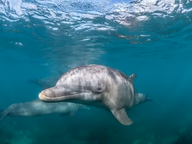  Khả năng sinh sản bình thường. Không như nhiều con lai khác, wholphin có thể sinh sản và tạo ra thế hệ tiếp theo. Ảnh: Pinterest.