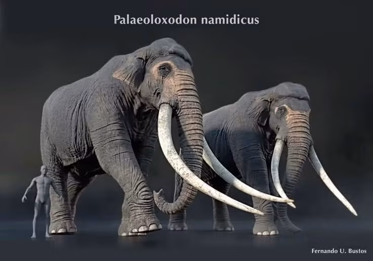  Là tổ tiên của voi châu Á hiện đại. Các phân tích DNA chỉ ra rằng voi châu Á có quan hệ rất gần gũi với loài này. Ảnh: Pinterest.