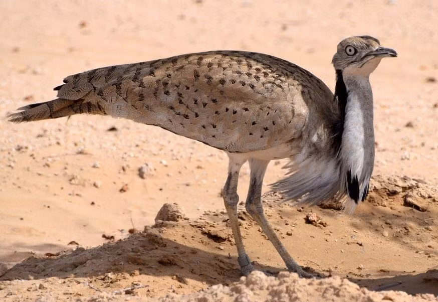  Chạy nhanh hơn cả tưởng tượng. Dù có thể bay, nhiều loài ô tác chọn chạy khi gặp nguy hiểm, với tốc độ đáng kinh ngạc giúp chúng thoát thân hiệu quả. Ảnh: Pinterest.