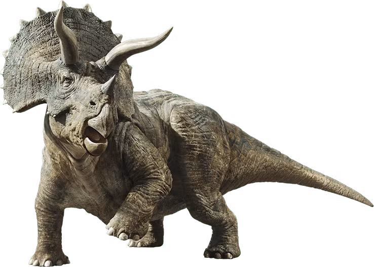  1. Có ba chiếc sừng đặc trưng trên đầu. Triceratops sở hữu hai sừng dài phía trên mắt và một sừng ngắn trên mũi, dùng để phòng thủ, giao chiến với kẻ thù hoặc tranh giành bạn tình. Ảnh: Pinterest.