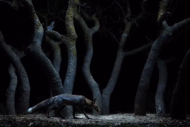 Đèn flash và vải được bố trí khéo léo dẫn một con cáo lộ diện giữa cụm cây lạ hình, thoáng nhìn vị khách vốn kín đáo di chuyển trong đêm.