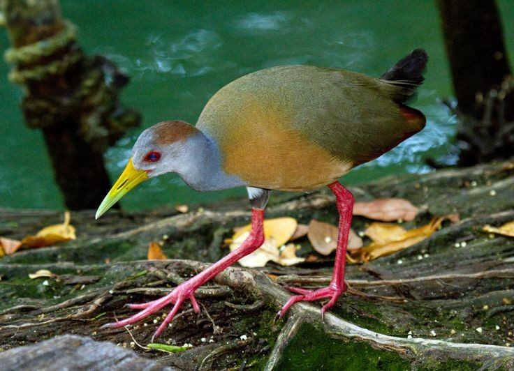  Chúng là bậc thầy ẩn mình trong đầm lầy. Các loài gà nước thường sống trong những vùng lau sậy dày đặc, nơi chúng di chuyển lặng lẽ và rất khó bị phát hiện. Bộ lông của chúng thường có màu nâu, xám hoặc đen giúp ngụy trang hiệu quả trong môi trường bùn, cỏ và thực vật thủy sinh. Nhờ vậy, dù khá phổ biến, nhiều loài gà nước hiếm khi được nhìn thấy rõ ngoài tự nhiên. Ảnh: Pinterest.