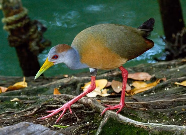  Chúng là bậc thầy ẩn mình trong đầm lầy. Các loài gà nước thường sống trong những vùng lau sậy dày đặc, nơi chúng di chuyển lặng lẽ và rất khó bị phát hiện. Bộ lông của chúng thường có màu nâu, xám hoặc đen giúp ngụy trang hiệu quả trong môi trường bùn, cỏ và thực vật thủy sinh. Nhờ vậy, dù khá phổ biến, nhiều loài gà nước hiếm khi được nhìn thấy rõ ngoài tự nhiên. Ảnh: Pinterest.