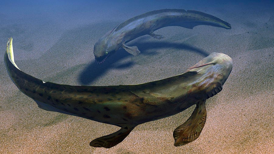  Được tìm thấy khắp châu Âu và Bắc Mỹ. Hóa thạch Xenacanthus phổ biến trong các lớp đá trầm tích cổ đại. Ảnh: fineartamerica.com.