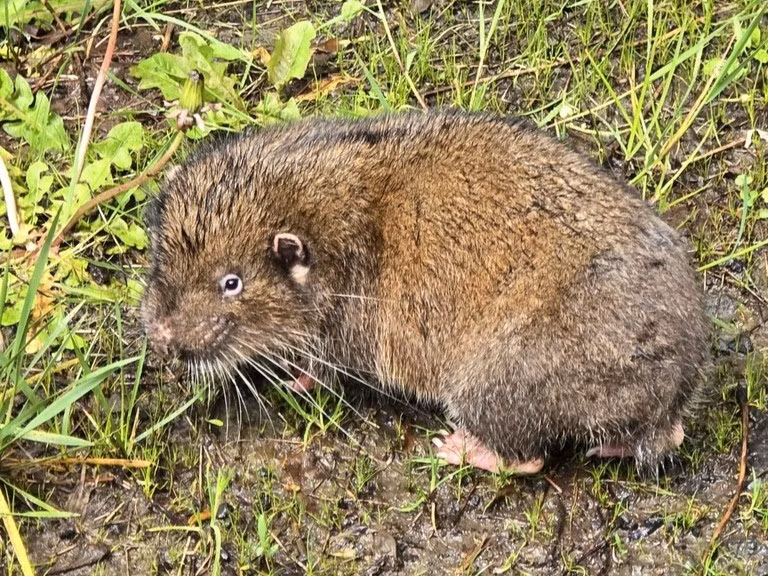  Thức ăn chủ yếu là thực vật. Chúng ăn rễ cây, cành non, và lá, đặc biệt yêu thích cây dương và phong. Ảnh: tnccollaborative.org.