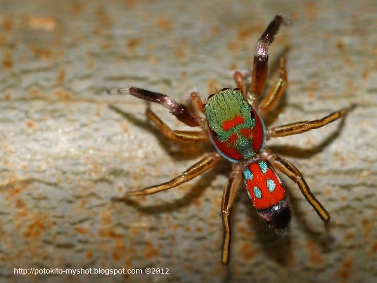  Nhiều loài có màu sắc sặc sỡ. Không ít loài nhện nhảy sở hữu hoa văn ánh kim, lông tơ nhiều màu và hình dạng bắt mắt, vừa giúp thu hút bạn tình vừa đóng vai trò cảnh báo kẻ thù tiềm năng. Ảnh: Pinterest.