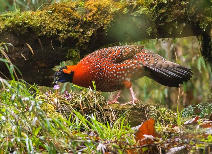  Ẩn mình cực giỏi trong rừng rậm. Dù có màu sắc sặc sỡ, chúng vẫn rất khó bị phát hiện nhờ tập tính sống kín đáo và khả năng ẩn nấp trong thảm thực vật dày. Ảnh: Pinterest.
