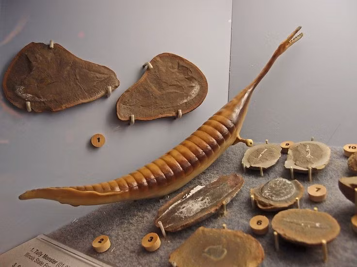  7. Là hóa thạch biểu tượng của bang Illinois. Vào năm 1989, Tullimonstrum chính thức được công nhận là hóa thạch biểu tượng của bang Illinois nhờ sự độc đáo và giá trị khoa học cao. Ảnh: Pinterest.