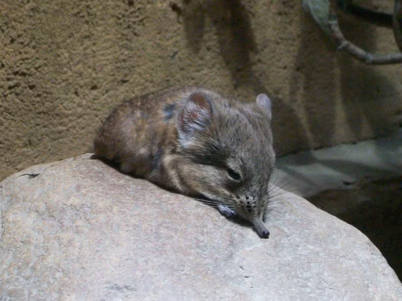  Sống ở nhiều môi trường khác nhau. Từ rừng mưa, đồng cỏ đến vùng bán sa mạc, chúng đều thích nghi tốt với điều kiện sống đa dạng. Ảnh: .eva.mpg.de.