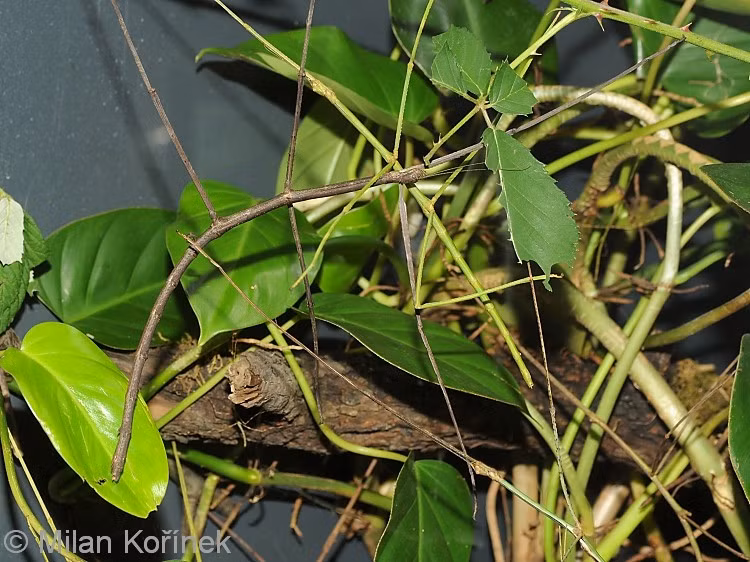  5. Con cái lớn hơn và có thể sinh sản không cần con đực. Bọ que khổng lồ cái to con đực hơn đáng kể và có thể sinh sản theo hình thức trinh sản (parthenogenesis) – tức là đẻ trứng không cần thụ tinh. Ảnh: biolib.cz.