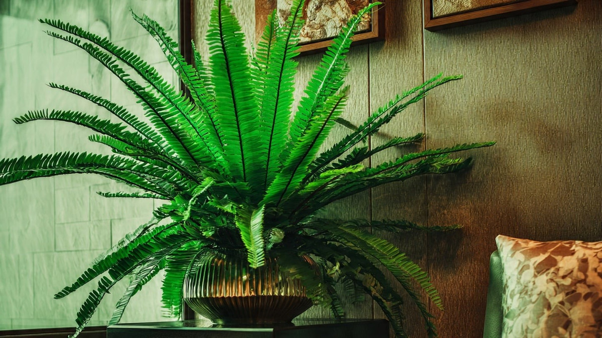  Dương xỉ hạnh phúc: Cây dương xỉ hạnh phúc hay còn gọi là dương xỉ khổng tước hay dương xỉ cây lùn (Blechnum gibbum) là một loại cây lá rất thích hợp để đặt trong nhà.