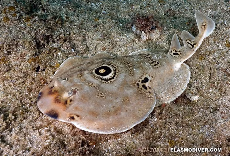  Đã được con người biết đến từ thời cổ đại. Người Hy Lạp và La Mã cổ từng sử dụng cá đuối điện như một phương pháp giảm đau tự nhiên cho bệnh gout và đau đầu. Ảnh: Pinterest.