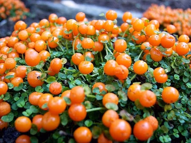  Là cây thân thảo bò sát mặt đất. Thân cây mọc thấp, bò lan thành thảm, lá rất nhỏ và dày, giúp cây che phủ bề mặt đất hiệu quả. Ảnh: Pinterest.