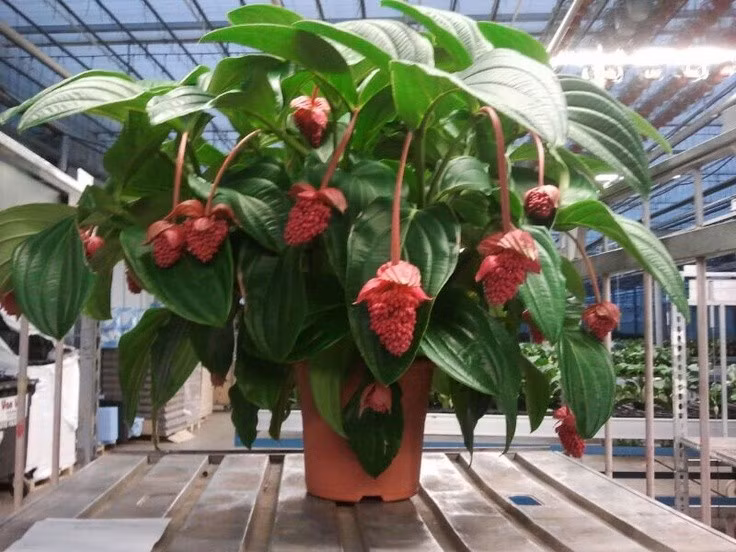  7. Được giới chơi cây săn lùng trên toàn thế giới. Với vẻ ngoài độc đáo và yêu cầu chăm sóc khắt khe, cây nho bạch tuộc là vật phẩm đắt giá trong giới sưu tầm thực vật cảnh. Ảnh: Pinterest.