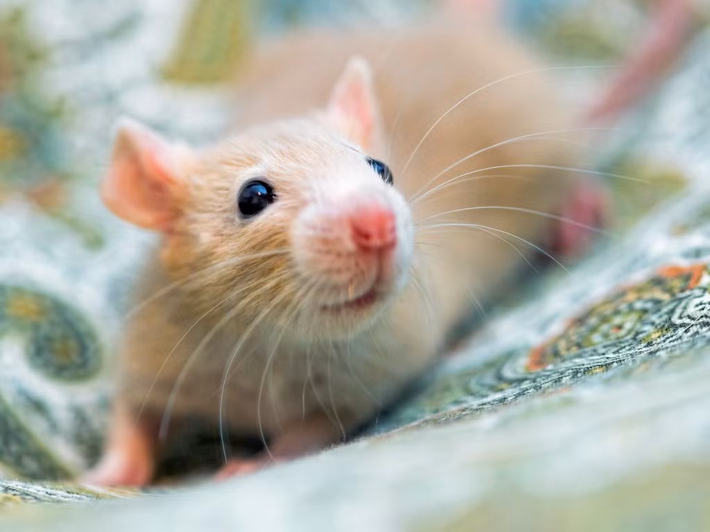  Ngôi sao của nghiên cứu khoa học. Chuột nhắt bạch tạng, gọi ngắn gọn là chuột bạch, là loài động vật được sử dụng phổ biến nhất trong thí nghiệm sinh học và y học, giúp con người hiểu rõ hơn về di truyền, bệnh tật và thuốc. Ảnh: Flickr.