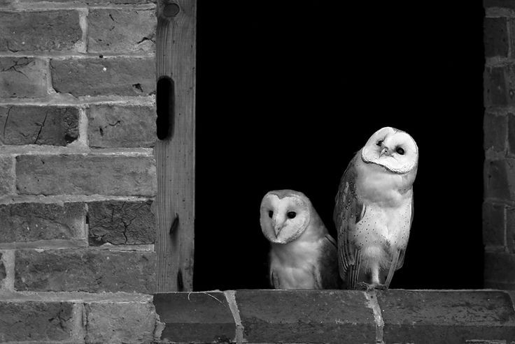  Thường làm tổ gần khu vực dân cư. Loài cú này hay làm tổ trong nhà kho, tháp chuông, hang đá hoặc công trình bỏ hoang. Ảnh: Pinterest.