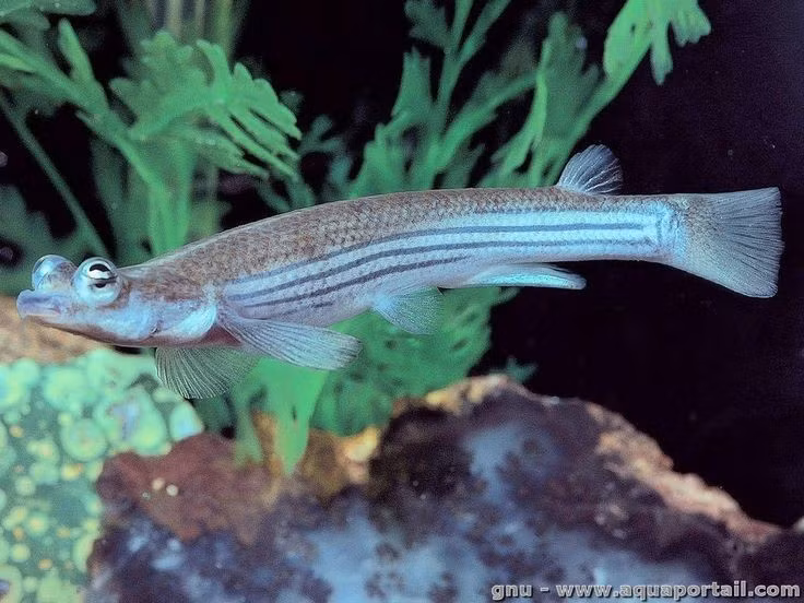  Là loài cá đẻ con thay vì đẻ trứng. Anableps anableps thuộc nhóm cá đẻ con, phôi phát triển trong cơ thể cá mẹ. Điều thú vị là cơ quan sinh sản của cá đực lệch trái hoặc lệch phải, và chỉ giao phối thành công với cá cái có cấu trúc tương ứng. Ảnh: Pinterest.