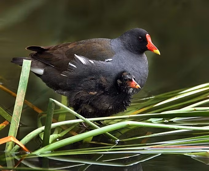  Họ Rallidae có mặt gần như khắp thế giới. Các loài gà nước phân bố trên hầu hết các châu lục, trừ Nam Cực. Chúng sống trong nhiều kiểu môi trường đất ngập nước như đầm lầy, ruộng lúa, rừng ngập mặn và bờ hồ. Sự thích nghi tốt với môi trường ẩm ướt giúp nhóm chim này phát triển đa dạng với hàng trăm loài khác nhau. Ảnh: Pinterest.