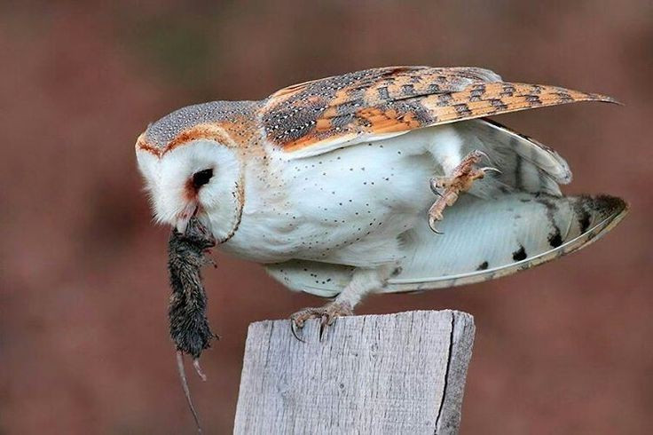  Thức ăn chủ yếu là động vật gặm nhấm. Chuột là nguồn thức ăn chính, khiến cú lợn trở thành “kẻ diệt chuột” tự nhiên rất có lợi cho nông nghiệp. Ảnh: Pinterest.