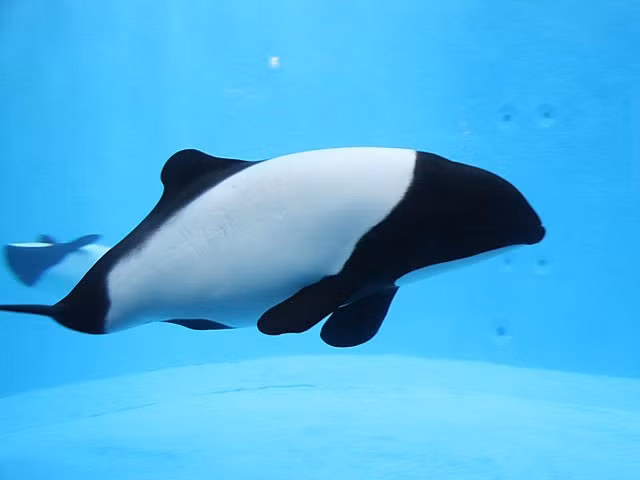 Chúng còn được gọi là “gấu trúc của đại dương”. Biệt danh này xuất phát từ màu sắc đặc trưng tương tự gấu trúc, khiến Commerson trở thành loài cá heo được du khách và giới nghiên cứu đặc biệt yêu thích. Ảnh: Pinterest.